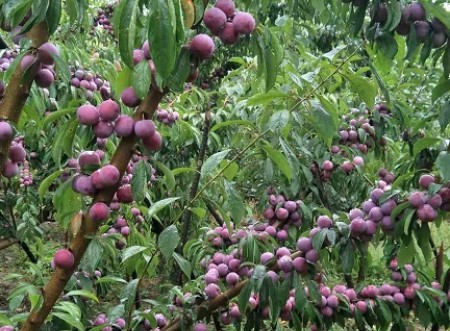 李子示范