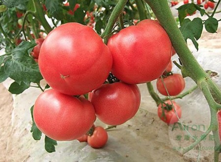 老農(nóng)經(jīng)驗(yàn)分享，用好番茄葉面肥不愁果子長(zhǎng)不好！