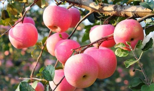 東堯順生物科技有限公司