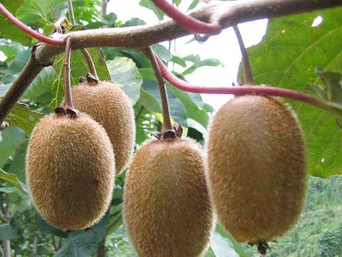 山東堯順生物科技有限公司