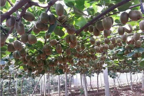山東堯順生物科技有限公司