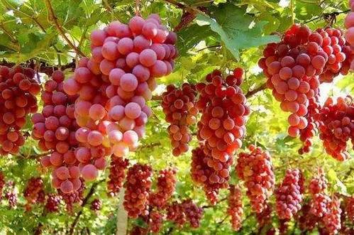 山東堯順生物科技有限公司