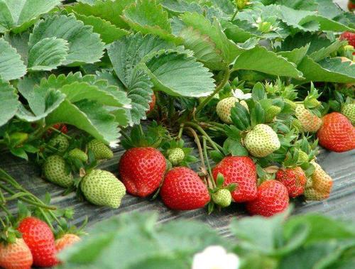 山東堯順生物科技有限公司
