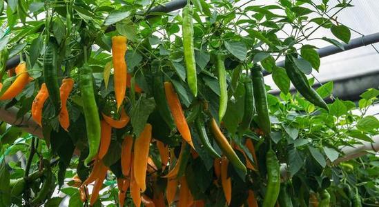 山東堯順生物科技有限公司